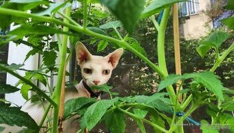 kocour Sphynx