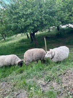 Prodám ovce suffolk