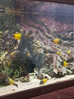 Akvarium 1300L