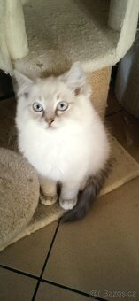 Ragdoll koťátka