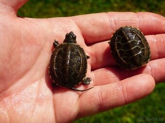 Želva trojkýlná (Mauremys reevesii)