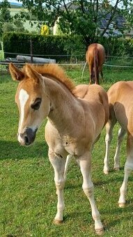 Quarter horse hřebeček 6P N/N