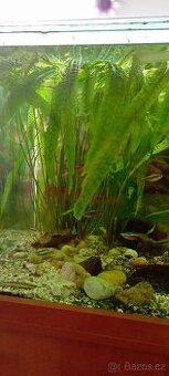 Vallisneria gigantea - 1