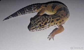 Gekončík noční - samice