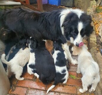 stene krizenec borderkolie× bretansky ohar/holandsky pinc