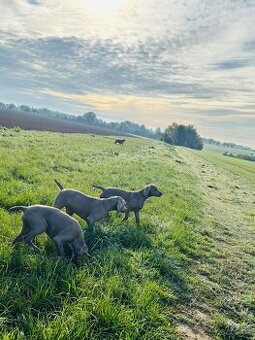 Výmarský ohař krátkosrstý s PP