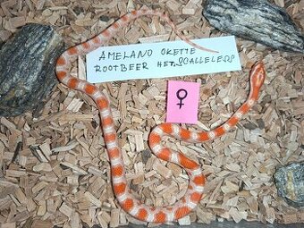 Užovka červená letošní mláďata TOP CENY