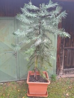Nabízím unikát - Wollemia nobilis 1.7m