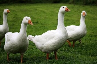 Husy z domácího chovu