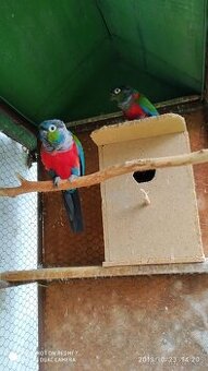 Pyrrura červenobřichý