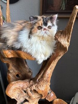 Prodám perské kotě s PP-