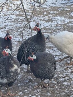Máme na prodej mladé a okouzlující kohoutky — galantní, čilí
