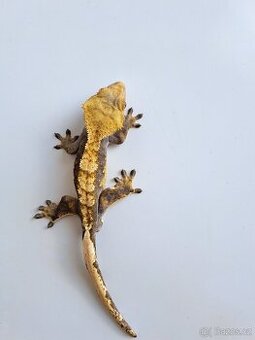 pagekon řasnatý samec