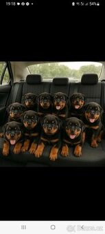 Nabízím rotvajler štěňátka