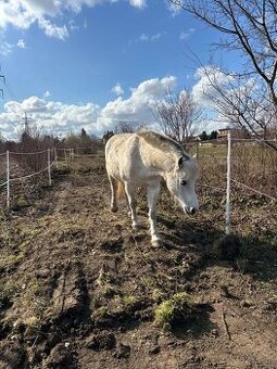 Trekové ustájení PRAHA
