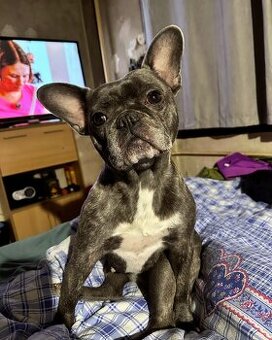 Francouzský buldoček