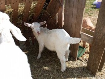 Prodám kozlíka a kozlinku