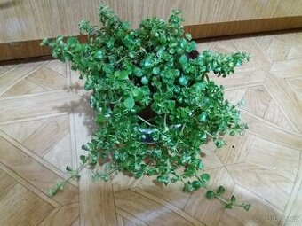 Pilea - 1
