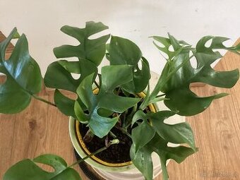 Monstera minima (rezervace)