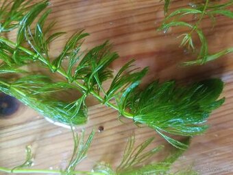 Růžkatec ,egeria densa,šneci - 1