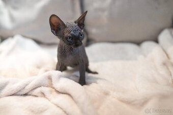 sphynx holky bez pp