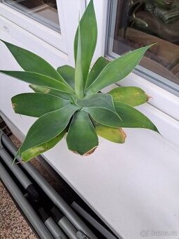 agave nebo palma
