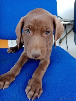 Labradorský retrívr - 1