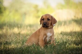 Rhodéský ridgeback - Broholmer s PP