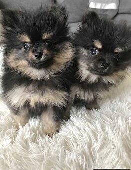 Pomeranian