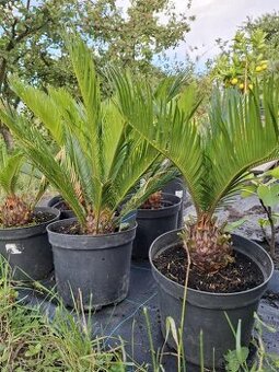 Cykasy revoluta