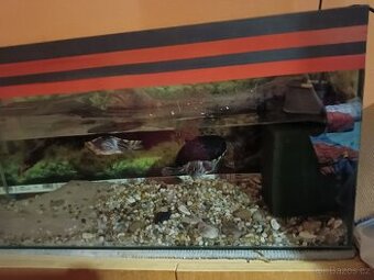 Prodám vodní želvy mapové+ akvárium a vše potřebné k chovu