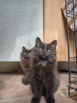 Dlouhosrstá koťata