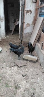 Ayam cemani