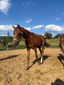 Prodám roční Pony