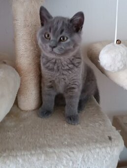 Britský modrý Kocourek