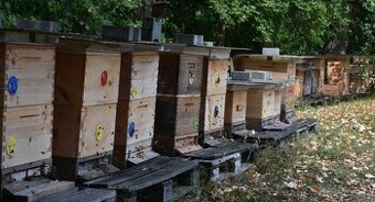 KRÁSNÝ, ZDRAVÝ VČELÍ ODDĚLEK JEN ZA 1.900,- KČ