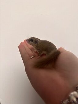 Prodám Plšíka Afrického