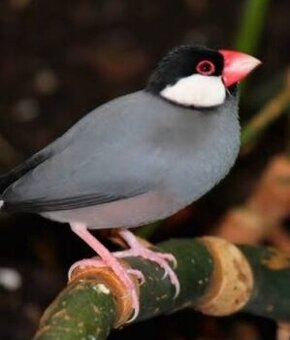 Rýžovník ... Koupím