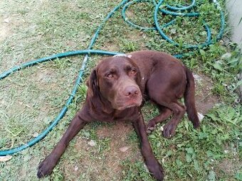 Labrador ke krytí – srdce na tlapce ❤️