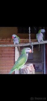 Ručně dokrmený Alexandr čínský