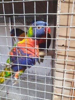 Burza Teplice prodej amazonanů, alexandra čínského lori