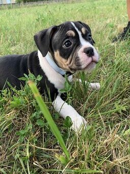 American Bully Pocket