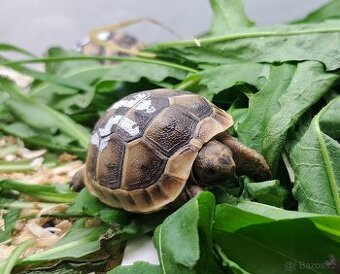 Suchozemské želvy zelenavé a žlutohnědé