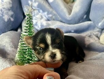 Jorkšírský teriér