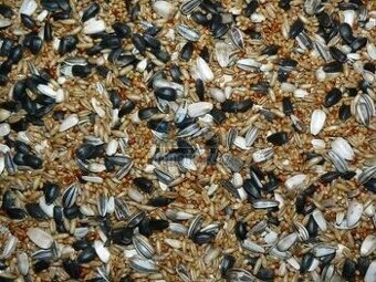 Krmení pro venkovní ptactvo, slunečnice černá