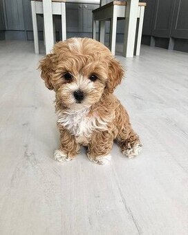 Maltipoo