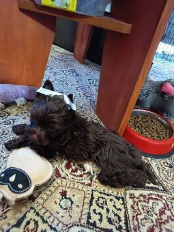 Štěňata s PP Jorkšírský teriér, Chocolate