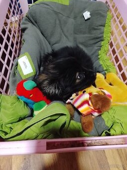 Yorkšírský teriér štěňátko holčička -vaha 800g