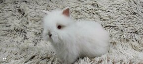 Zakrslý králík, králíček -(TEDDY)-JASMÍNA