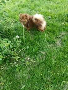 Pomeranian, Pp